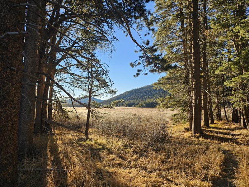 Golden Sierra meadow on a crisp November morning off Highway 89.