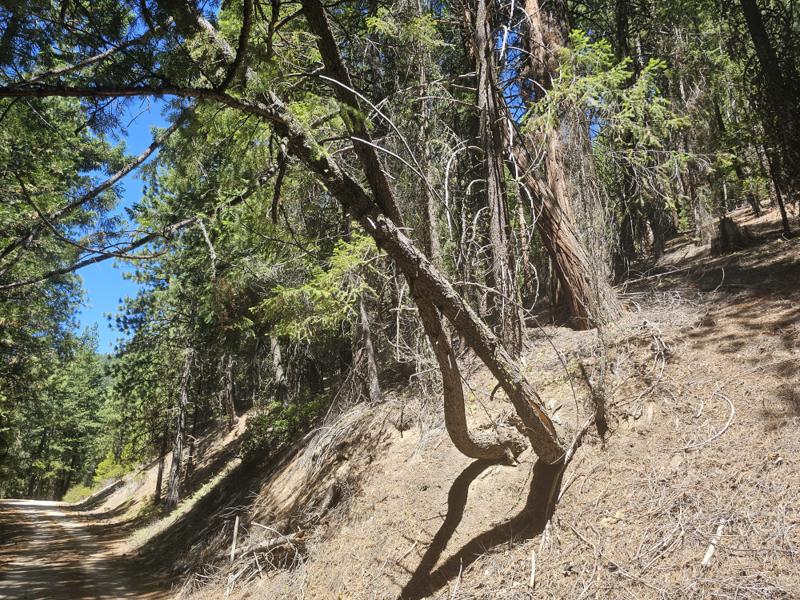 Trees near Ashland, Oregon. Live tree bearing weight of dead tree, gradually compromised.