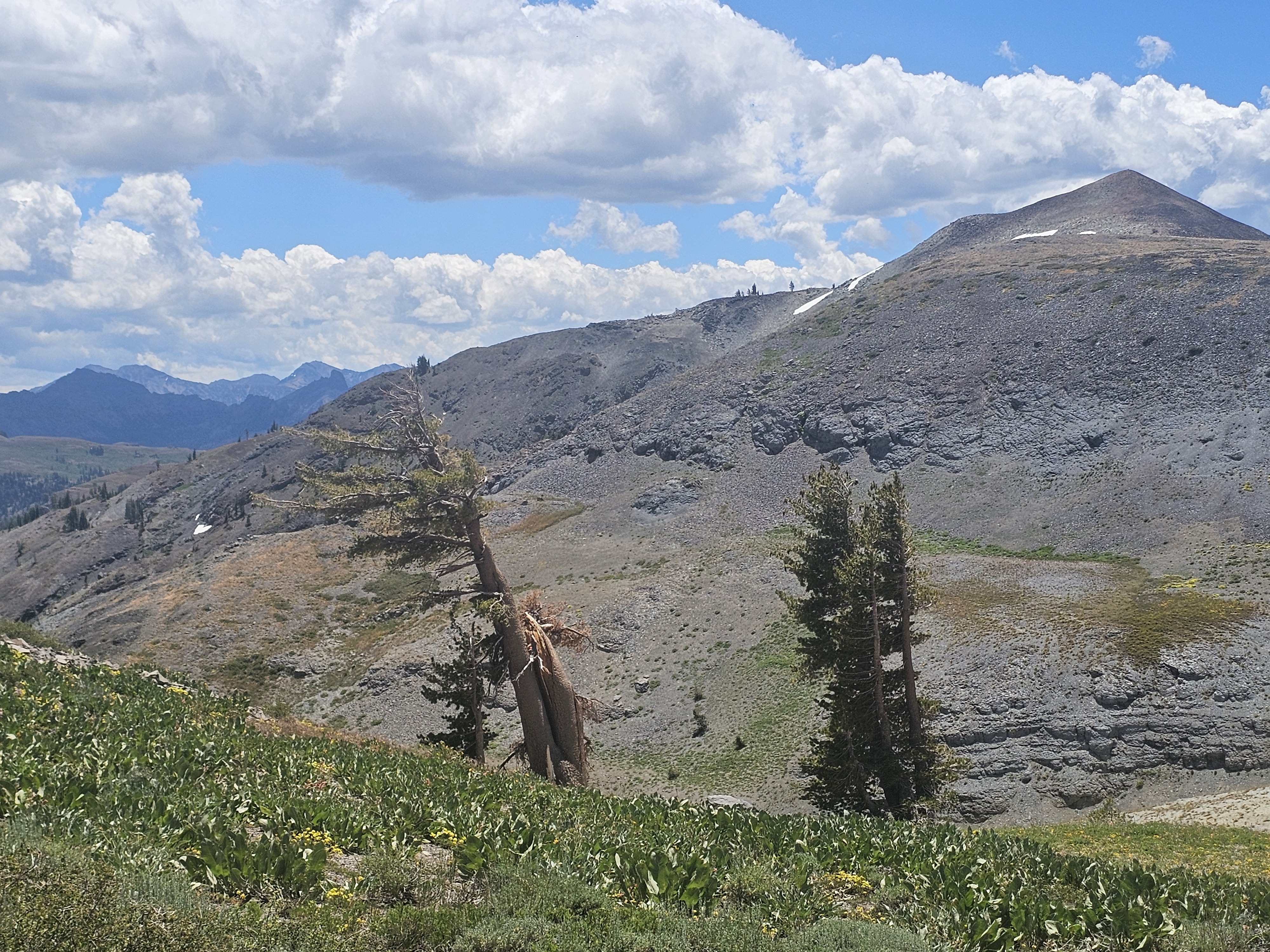 Another great metaphor tree high elevation, Sierra Nevadas.