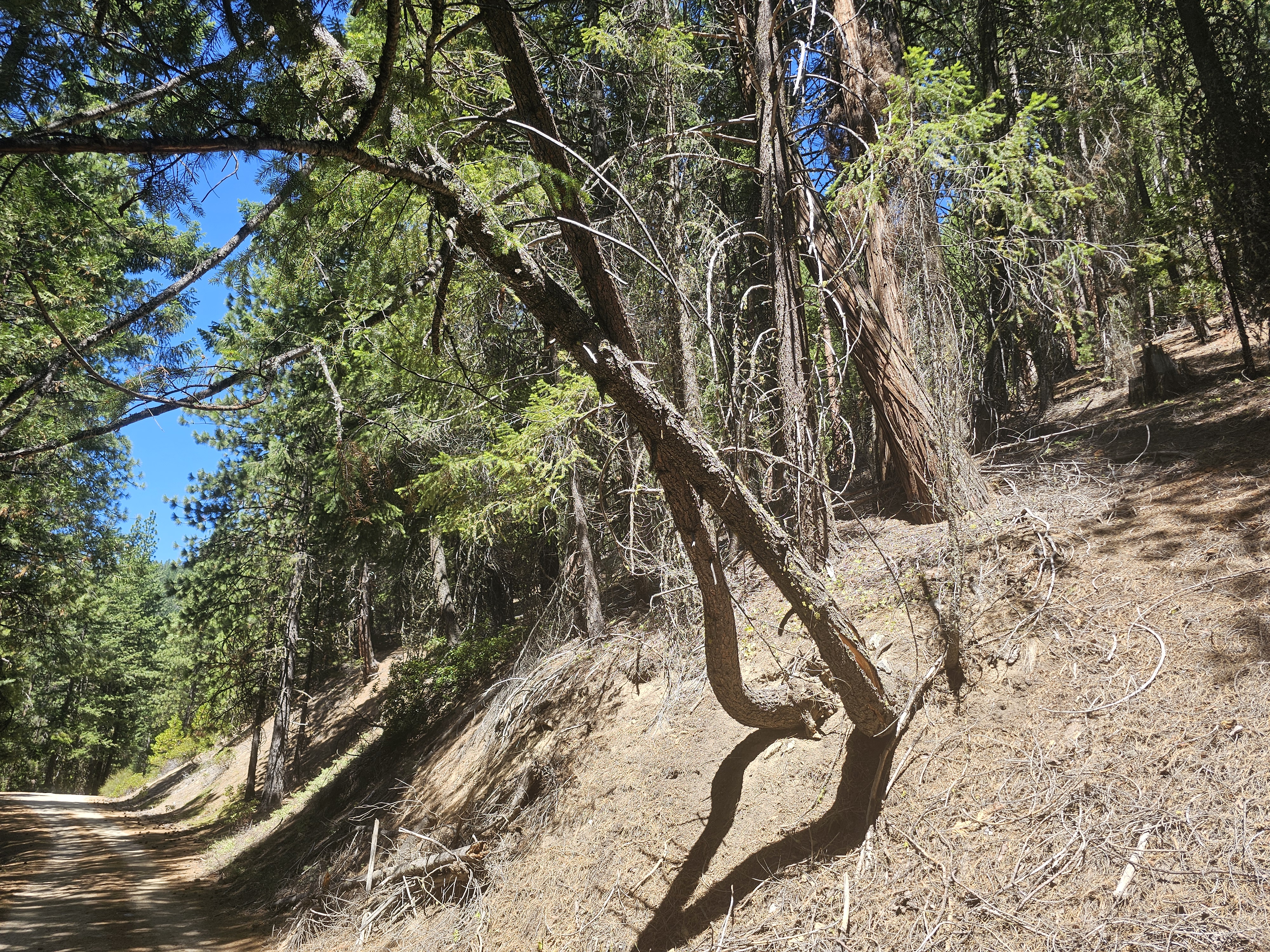 Trees near Ashland, Oregon. Live tree bearing weight of dead tree, gradually compromised.